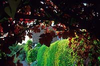 Eastgrove Cottage garden Worcestershire arch with Vitis vinifera Purpurea