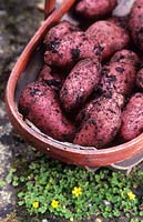 new red potatoes Cherie