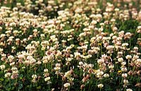 white clover Trifolium repens