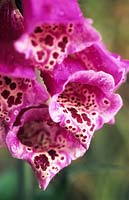 foxglove Digitalis purpurea