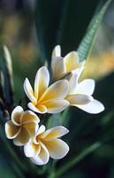 white frangipani Jamaican jasmine Plumeria alba