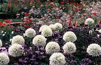 Chelsea Flower Show 2008 design Denise Preston cottage garden border with Allium Mont Blanc and Aquilegia Black Barlow