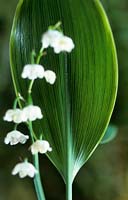lily of the valley Convallaria majalis 'Hardwick Hall'