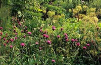 Five Oaks Sussex cottage garden Centaurea cynaroides