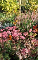 Parham Sussex Sedum telephium Matrona late summer flower combination warm colours rhizomatous deciduous perennial