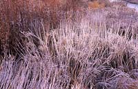RHS Wisley Surrey Piet Oudolf borders in winter frost Amsonia tabernaemontana var salicifolia