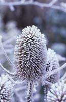 teasel Dipsacus fullonum winter hoar frost