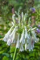 Agapanthus inapertus Albus African blue lily late summer flower bulbous perennial white August garden plant