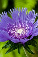 Stokes aster Stokesia laevis Purple Parasols summer flower perennial August blue lilac garden plant