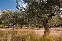 wild European olive tree grove Olea europaea evergreen silver tree grove Argolida Greece autumn fall grasses mountain region