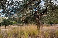 wild European olive tree grove Olea europaea evergreen silver tree grove Argolida Greece autumn fall grasses mountain region