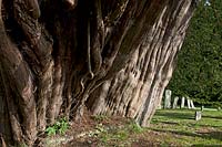ancient yew tree Taxus bacata Wilmington Saxon Celtic churchyard Sussex England summer August evergreen large old sacred Druid