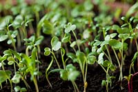 baby leaf salad seedlings sprout grow winter spring green edible kitchen garden plant combination spinach Mizuna Red Mustard