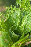 slug insect caterpillar damage Chinese leaves salad vegetable problem garden pest