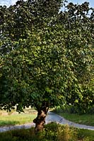 red horse-chestnut Aesculus carnea summer deciduous tree crossroads Alfriston East Sussex garden plant