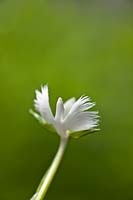 white egret orchid Habenaria radiata terrestrial perennial houseplpant summer flower August garden plant