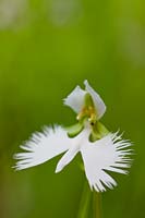white egret orchid Habenaria radiata