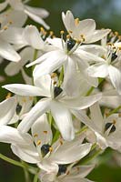 star-of-Bethlehem Ornithogalum arabicum Arab's Eyes Chincherinchee summer flower bulb scent scented fragrant perfume white cream