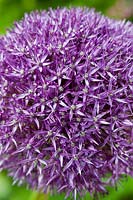 ornamental onion Allium Pinball Wizard summer flower bulb perennial large May purple garden plant