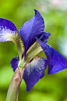 blue bog iris siberica summer flower pond marginal perennial corm bulb flag May garden plant