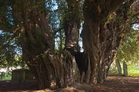 ancient yew tree Taxus bacata Buxted churchyard Sussex England summer August evergreen large old sacred Druid Druidic