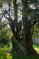 ancient yew tree Taxus bacata Stanmer churchyard East Sussex England summer August evergreen large old sacred Druid Druidic