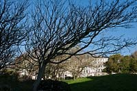 Adelaide Crescent public garden Brighton East Sussex United Kingdom wind swept formed European beech trees Fagus sylvatica