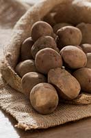 seed potato Amra potatoes sack sacking vegetable winter January organic saved home grown main crop kitchen garden plant