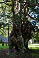 ancient yew tree Taxus bacata Stanmer churchyard East Sussex England summer June evergreen large old sacred Druid Druidic
