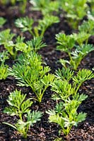 carrot seedlings spaced newly sprouted summer May green organic home grown practical soil compost kitchen garden plant
