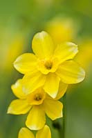 Narcissus New Baby daffodil division 7 jonquilla bicolored dwarf late flower bulb yellow April garden plant