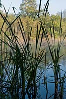 soft rush Juncus effusus Lake Wood East Sussex Woodland Tryst summer morning mist water view trees September native plant