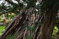 ancient yew tree Taxus bacata Rotherfield churchyard East Sussex England summer September evergreen large old sacred Druid Druid