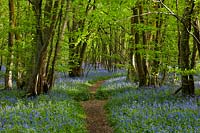 English Bluebells Hyacinthoides non-scriptus native wild woodland trees forest Spring flower blue May plants Blackbrook