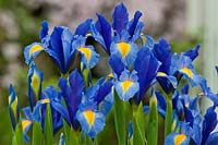 Dutch Iris hollandica Sapphire Beauty summer flower May bulbous perennial blue violet yellow garden plant