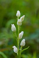 white Helleborine Cephalanthera damasonium summer flower perennial wild native June meadow field garden plant Sheepleas Surrey