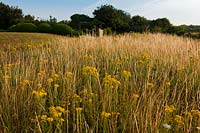 Ragwort Senecio jacobaea cankerweed staggerwort flower flowers grasses Meadowdown East Sussex summer yellow native wild meadow