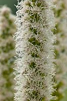 dense blazing star Liatris spicata Alba white flower flowers spike summer perennial August garden plant