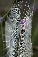 orb spider spider's web back lit sun sunny morning dew drops garden