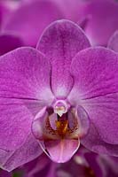 Moth Orchid Phalaenopsis hybrid summer flower epiphytic houseplant purple violet lilac flowers exotic garden plant close-up