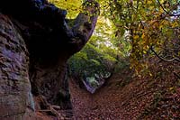 hollow way sunken Warren Lane Albury Surrey England erosion exposed roots morning sun sunshine light natural beauty autumn