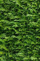 × Cuprocyparis leylandii leyland cypress hedge evergreen tree hedging detail green close-up closeup leaves garden plant