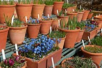 Siberian squill Scilla siberica Spring flowers pots containers terracotta shelving display blue March West Dean Sussex blooms