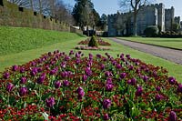 formal Spring bedding purple tulips bellis perennis blooms blossoms flowers view sun sunny blue sky West Dean college Sussex