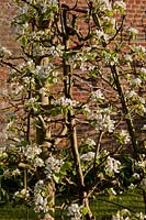 Pear blossoms pyramid trained fruit tree Spring blooms flowers West Dean college walled kitchen garden sun sunny traditional