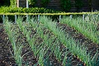 rows of Onion varieties West Dean college walled kitchen garden sun sunny traditional April garden plants