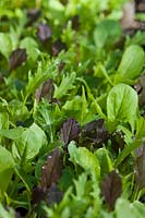 Lettuce salad leaves Colourful Mild Mix spring culinary green leaf April kitchen garden plant organic