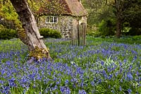English Bluebells Hyacinthoides non-scriptus wildflower garden view house cottage native wild woodland trees Spring flower blue