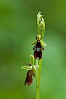 Fly Orchid Ophrys insectifera East Kent spring flower native wild perennial April chocolate brown blooms blossoms