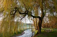 weeping willow tree Salix babylonica beside stream Spring leaves West Dean college East Sussex sun sunny blue sky view